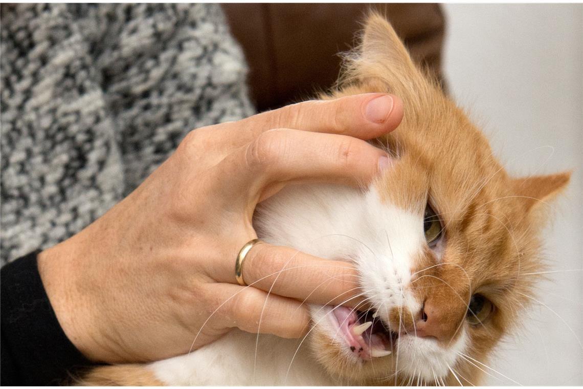 Warum Menschenbisse so gefährlich sind Wenn der Stubentiger zubeißt: Katzenbisse sind oft viel gefährlicher, als es zunächst scheint