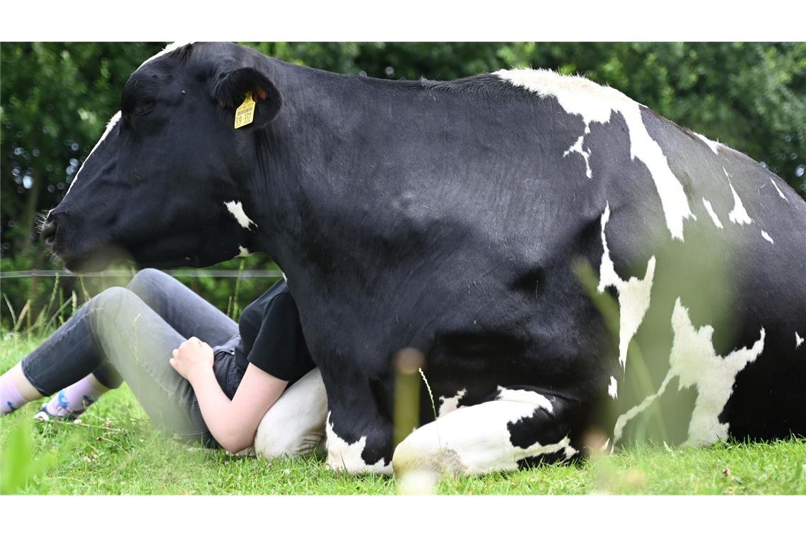 Kuh-Kuscheln: Entspannen mit Rindern Wenn die Kuh keine Lust auf Gesellschaft oder Kuscheln hat, lässt man sie in Ruhe – jedes Rind kann einfach aufstehen und weggehen.