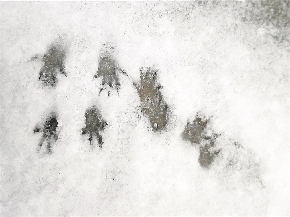 Wenn die Naturpädagogin im Schwäbischen Wald wandert, stößt sie öfter auf Tierspuren von Rehen, Wildschweinen oder Füchsen. Wenn man Glück hat, entdeckt man auch Dachs-, Waschbär- oder – wie das Bild zeigt – Eichhörnchenspuren.  Fotos: privat