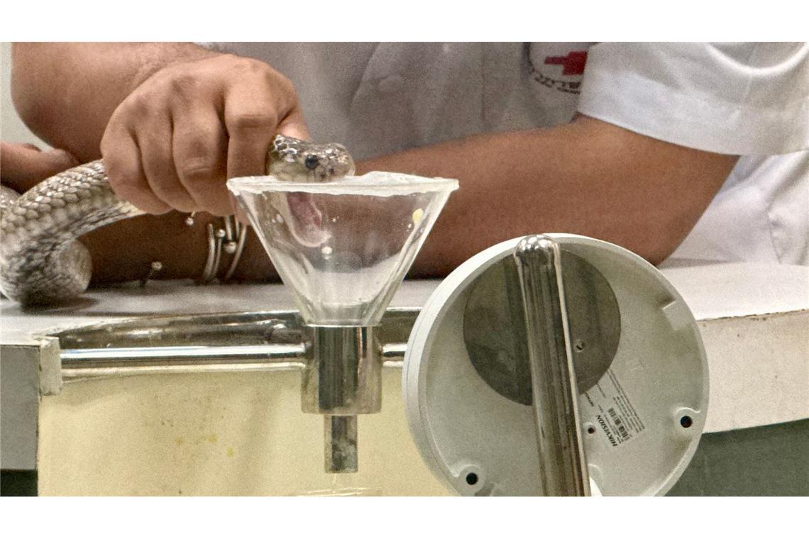 Wenn die Schlange in die Kunststoff-Membran beißt, fließt Gift aus ihrem Maul in einen Glasbehälter.