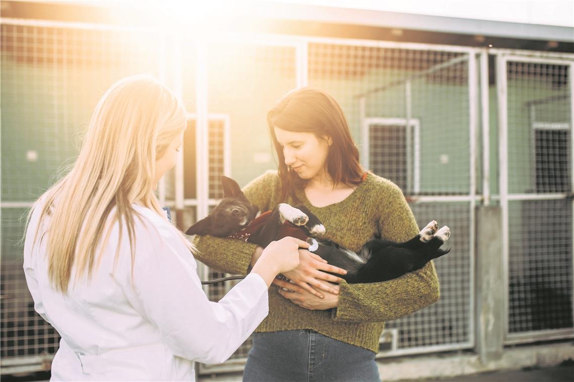 Tierretter fühlen sich ungerecht behandelt Wenn ein Tier sich in einer Notlage befindet, rücken die Helfer der Tierrettung aus, egal ob Hund, Katze oder Vogel, egal ob Tag oder Nacht. Die Tiere werden dann zum Besitzer, zum Tierarzt, ins Tierheim oder zu einer Aufpäppelstation gebracht.Symbolfoto: AdobeStock