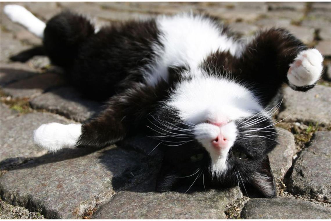 Was sie über Katzen unbedingt wissen sollten Wenn eine Katze sich so auf den Rücken wirft und alle vier Pfoten von sich streckt, hat sie nur einen Wunsch: Streichel mich! Und zwar sofort!