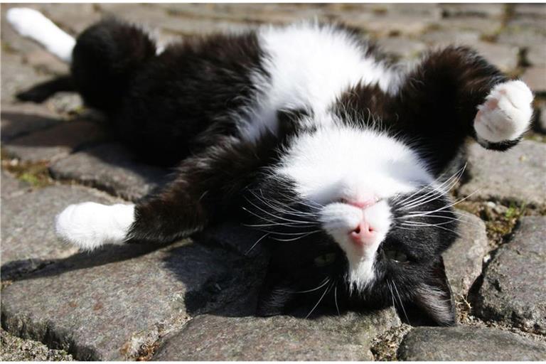 Wenn eine Katze sich so auf den Rücken wirft und alle vier Pfoten von sich streckt, hat sie nur einen Wunsch: Streichel mich! Und zwar sofort!