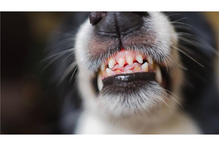 Wenn Hunde beißen, kann man gegensteuern – zumindest in den allermeisten Fällen (Symbolbild).