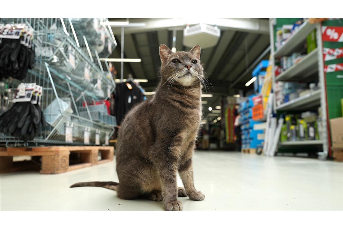Wenn Lotti nicht auf ihrem Platz döst, geht sie auf Erkundungstour durch den Markt.