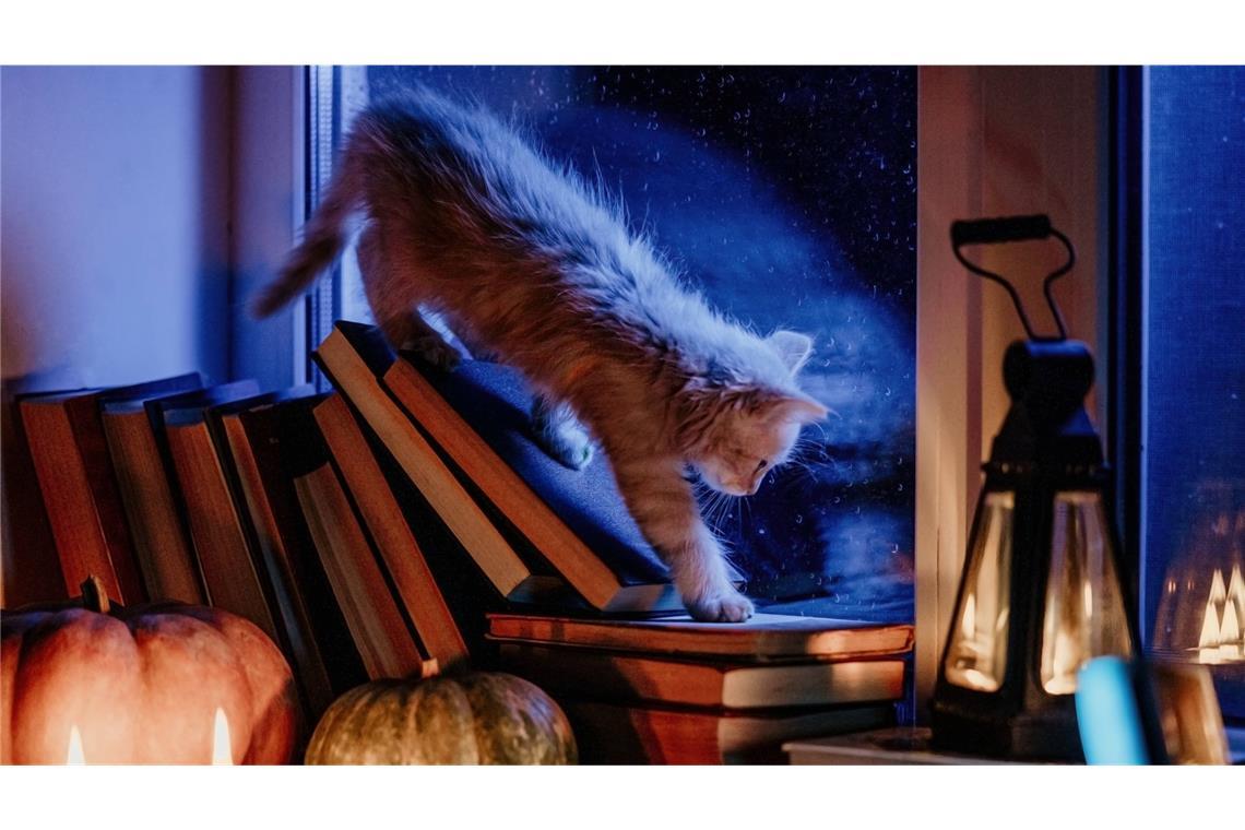 Wer behauptet, dass es nur Leseratten gibt?