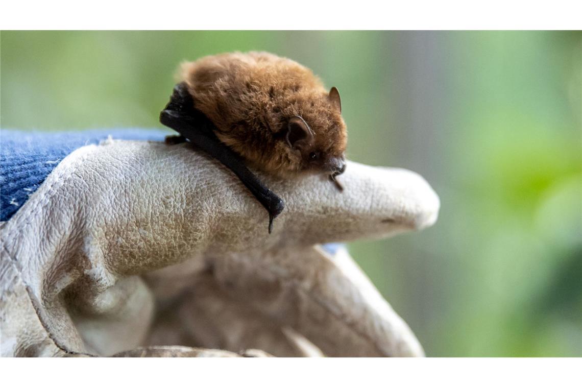 Wer eine Fledermaus findet und bergen will, sollte stets Handschuhe tragen.