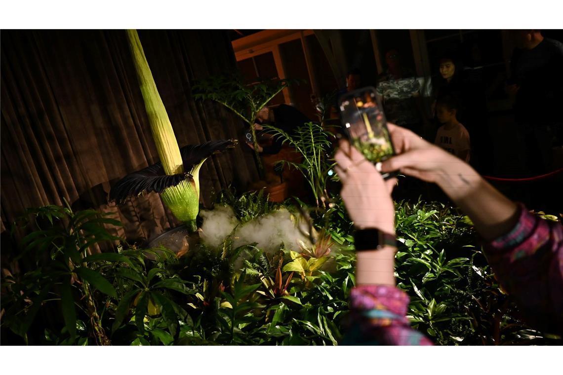 Fans feiern "Putricia": Seltene Stinke-Blume in Sydney blüht Wer es nicht in das Gewächshaus schaffte, konnte die Blüte im Livestream verfolgen.