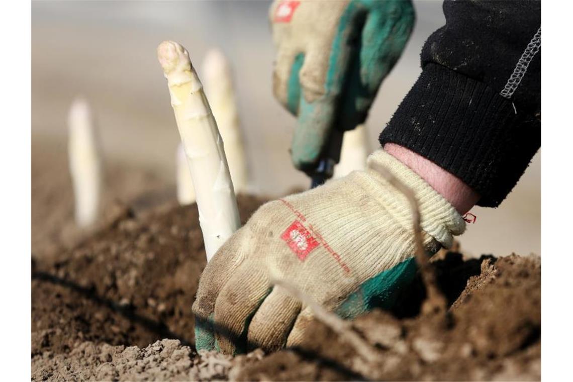 Wer holt den Spargel aus der Erde, wenn die Saisonarbeiter ausbleiben?. Foto: Roland Weihrauch/dpa