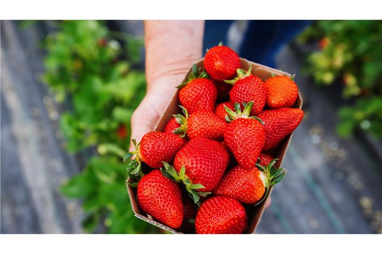 Wer jetzt zugreift, bekommt Erdbeeren zu günstigeren Preisen. (Symbolbild)
