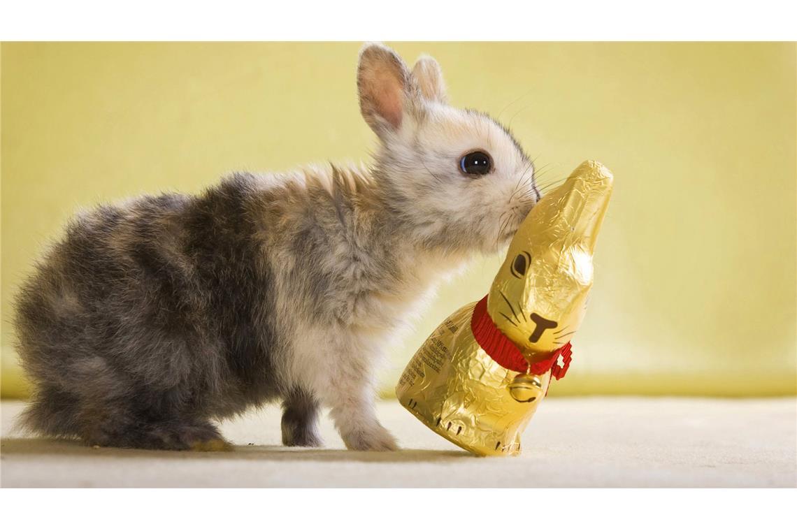 Wer liebt keine Schocki-Osterhasen? Doch dieses Jahr sind die Leckereien  so teuer, dass mancher bei der verzehrten Menge sparen muss.