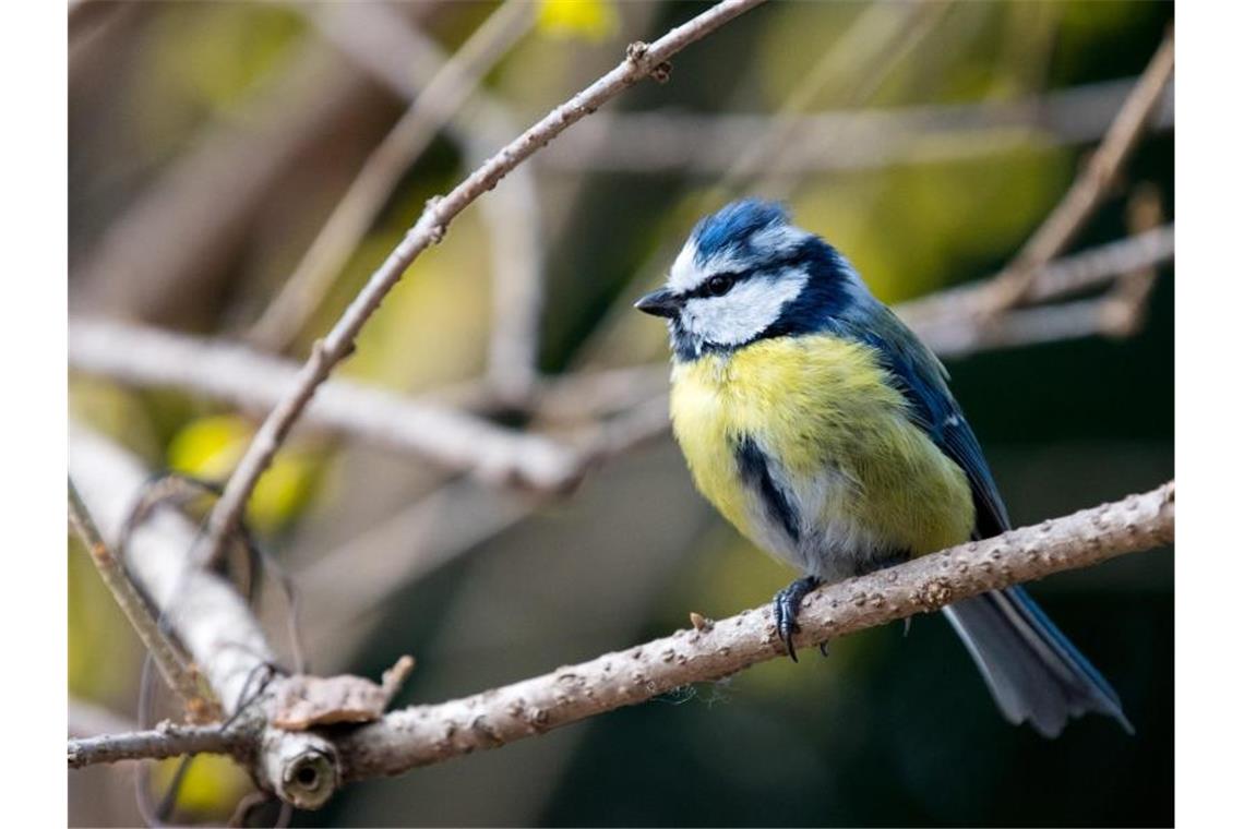 Unbekannte Vogelkrankheit: tote Blaumeisen melden