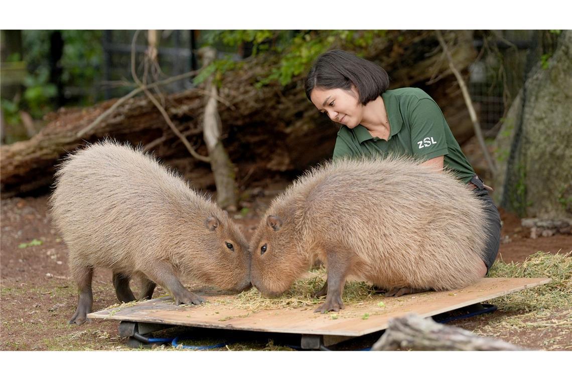 Wer wiegt mehr? Einmal im Jahr wird im Londoner Zoo jedes Tier gewogen. Welches der beiden Wasserschweine hat hier wohl die Nase vorn?