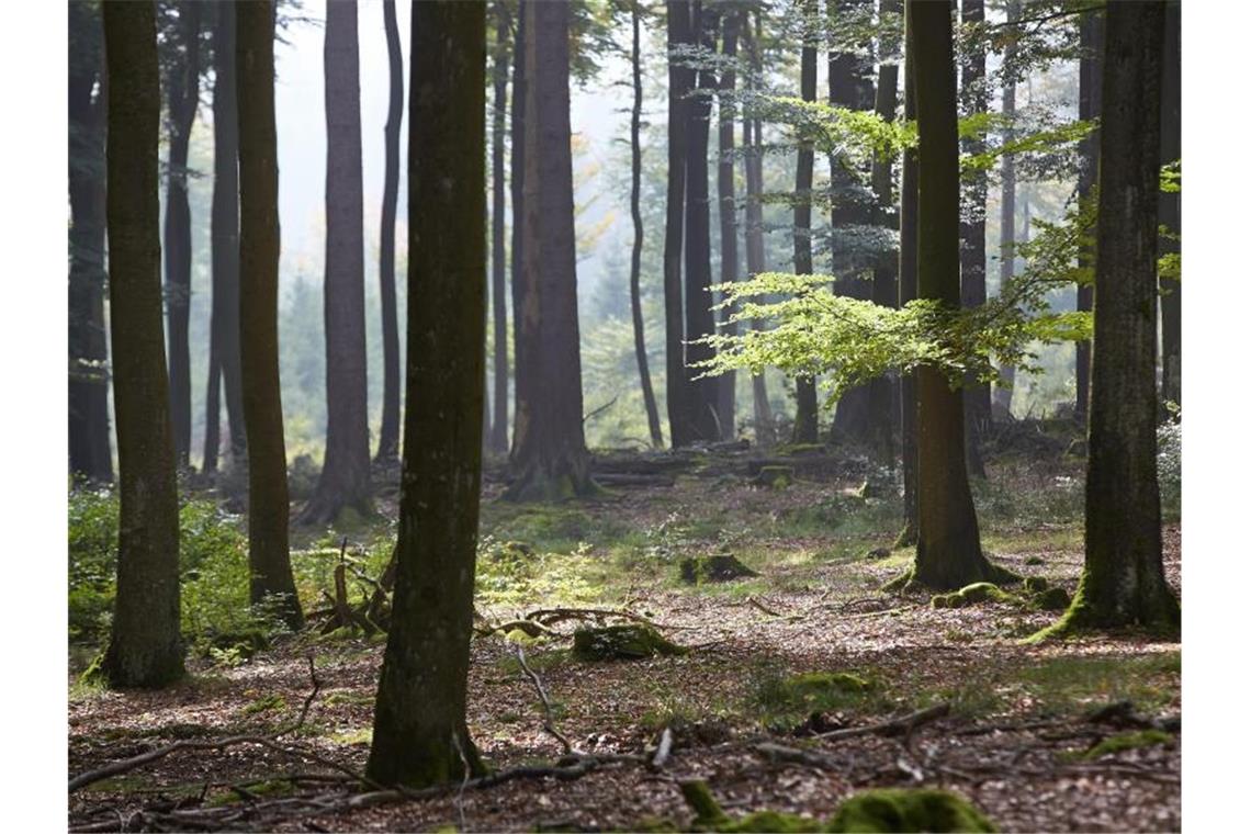 „Wie auch in der Landwirtschaft wollen und brauchen wir mehr Öko im Wald, zum Schutz des Klimas, der Artenvielfalt und der Umwelt.“ Foto: Thomas Frey