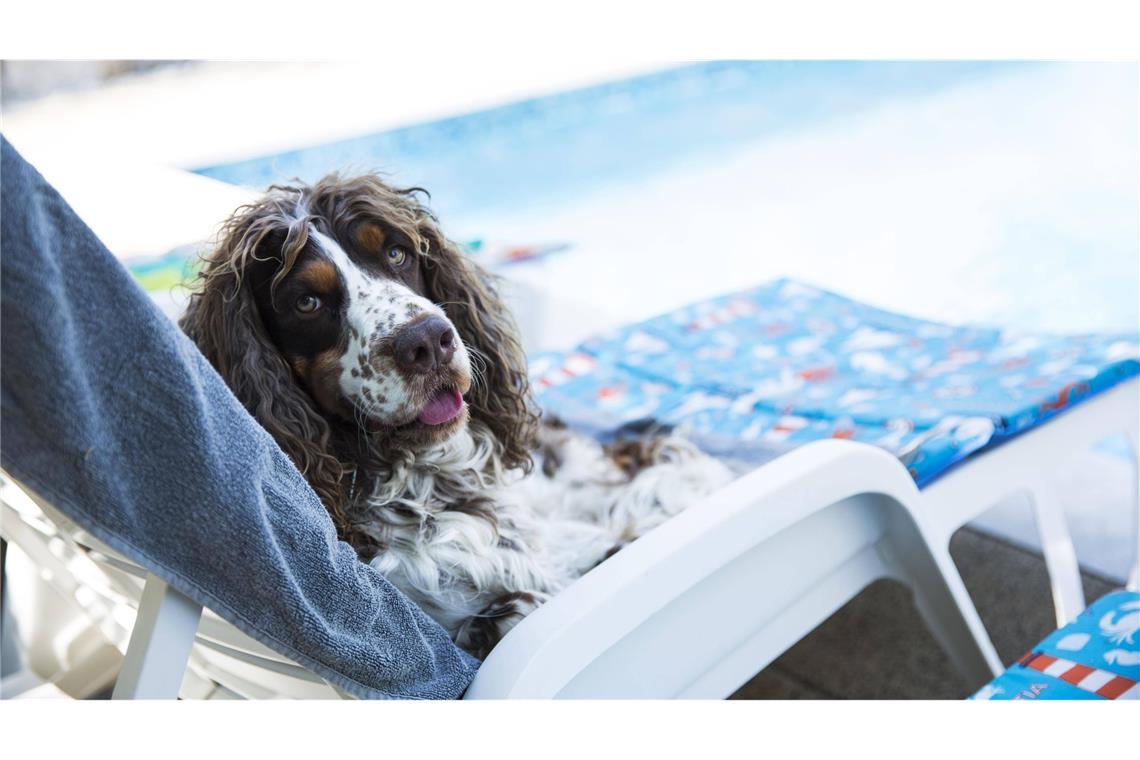 Wann sind die Hundstage? „Wie das Wetter, wenn der Hundsstern aufgeht, so wird’s bleiben, bis er untergeht.“
