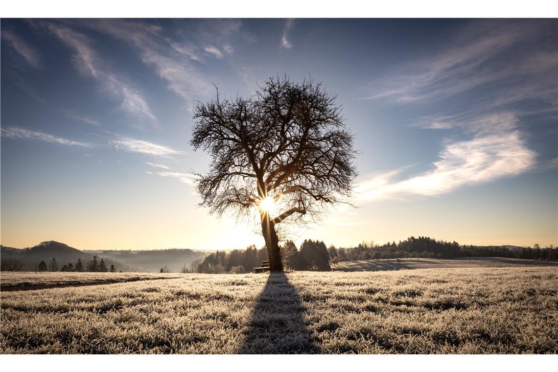 "Wie goldgelbe Diamanten reflektieren die Eiskristalle nach einer kalten Nacht a...