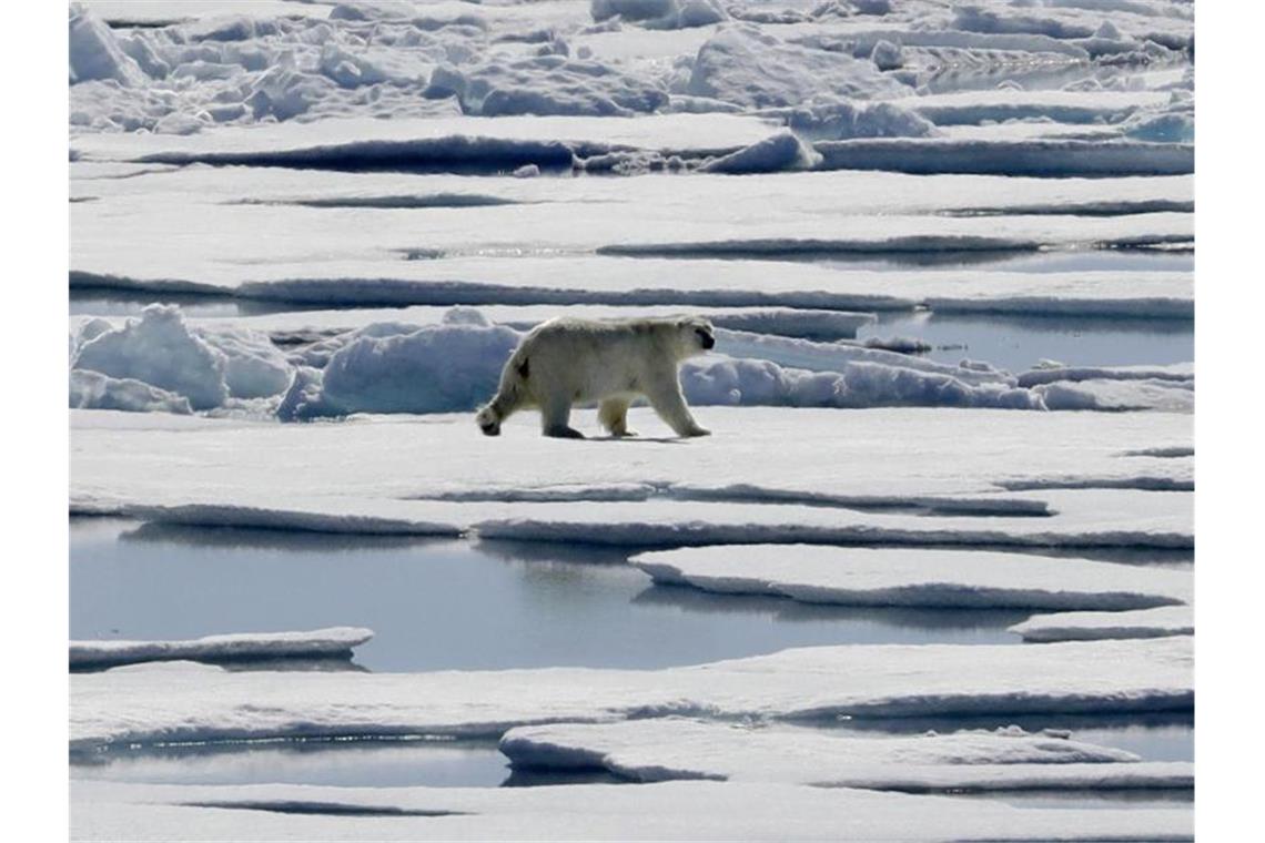 Wie lange hält das Eis noch? Ein Eisbär in der Meerenge Victoria Strait im nördlichen Kanada. Foto: David Goldman/AP