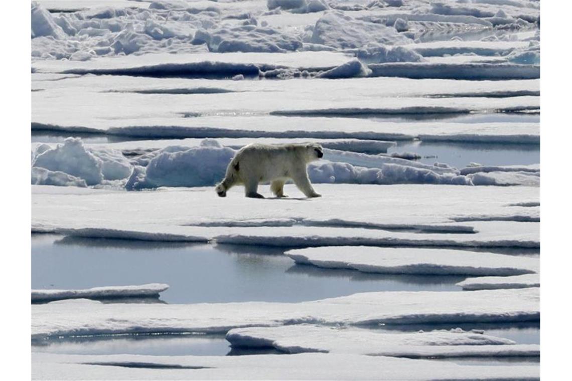 Blockaden für das Klima in Berlin Wie lange hält das Eis noch? Ein Eisbär in der Meerenge Victoria Strait im nördlichen Kanada. Foto: David Goldman/AP/dpa