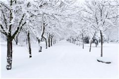 Wie stehen die Chancen auf weiße Weihnachten?