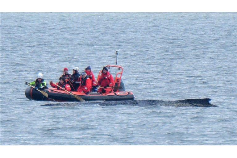 Wie steht es um den Wal?