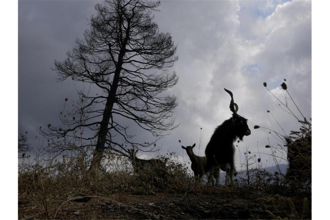 Wieder einigermaßen sicher: Ziegen auf der griechischen Insel Euböa. Foto: Petros Karadjias/AP/dpa