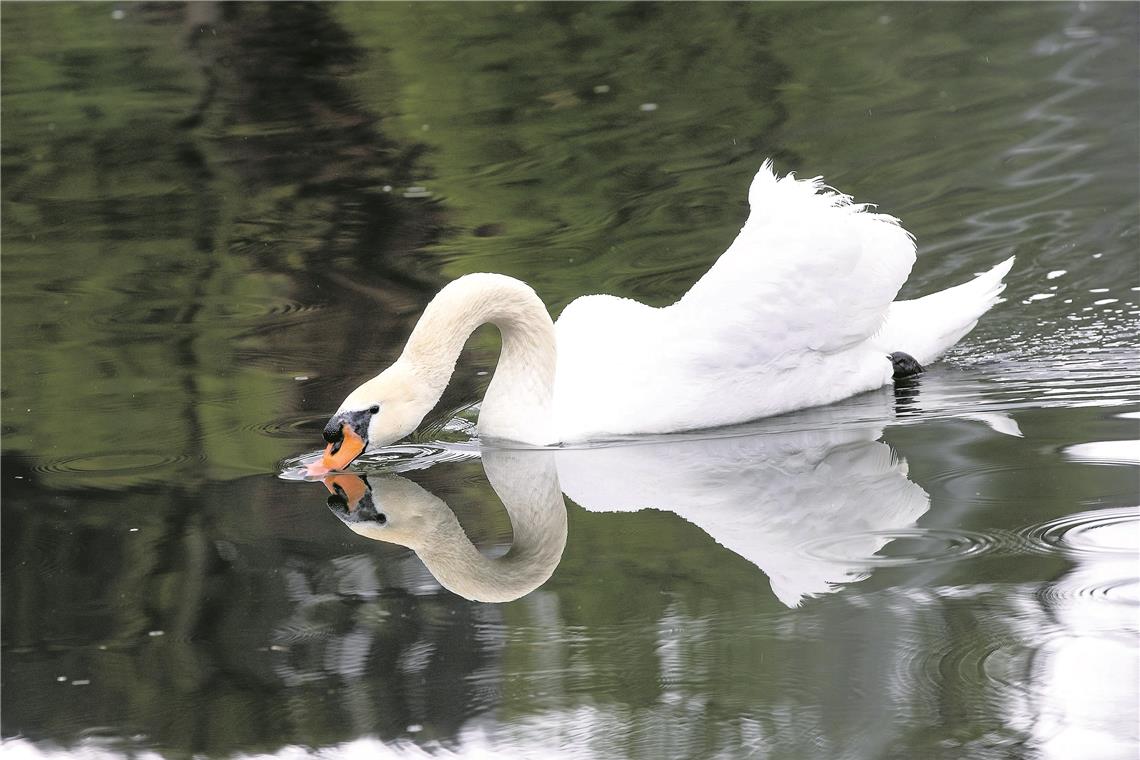 Schwanenweibchen macht die Flatter