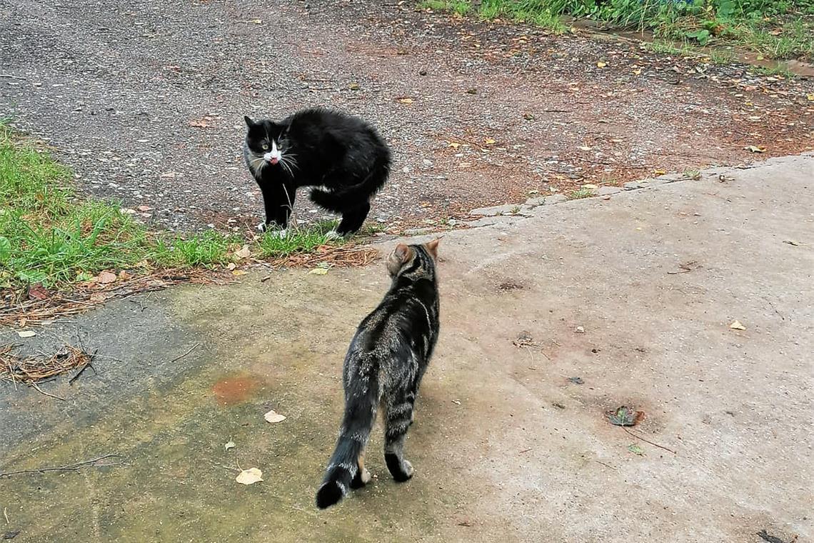 Wild lebende Katzen gibt es auch in Weinstadt einige. Symbolfoto: BKZ 
