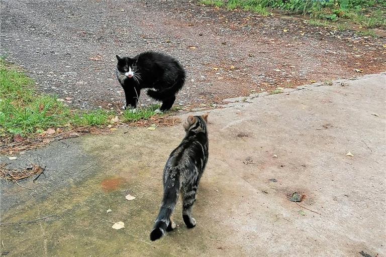 Wild lebende Katzen gibt es auch in Weinstadt einige. Symbolfoto: BKZ 