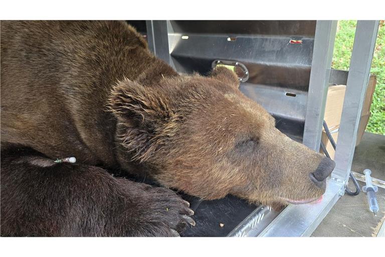 Wildbärin Gaia tötete 2023 in Italien einen Jogger.