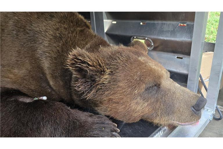 Wildbärin Gaia tötete 2023 in Italien einen Jogger.