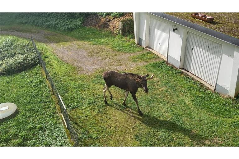 Wildlebende Elche gibt es eigentlich keine im Schwarzwald. Der Elch in der Einfahrt stammt wahrscheinlich aus menschlicher Haltung.