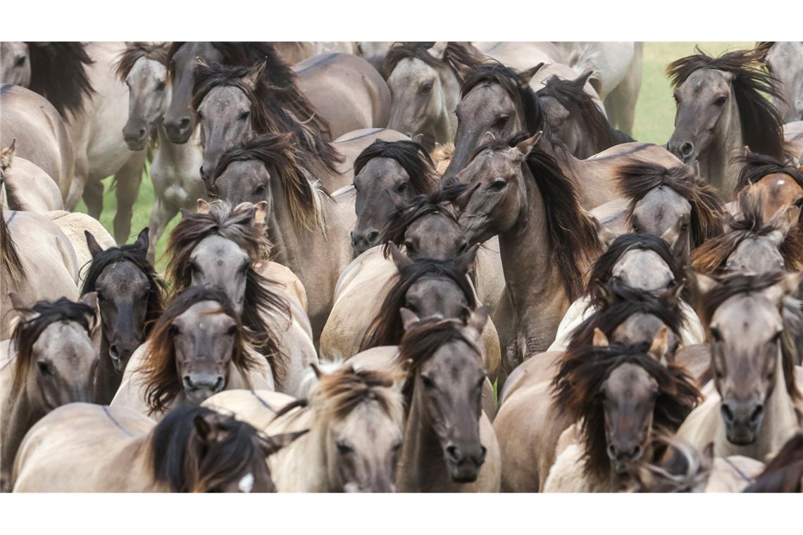 Wildpferdefang bei Dülmen: 26 Junghengste gefangen Wildpferde im Münsterland bei Dülmen - einmal im Jahr werden die Junghengste gefangen.
