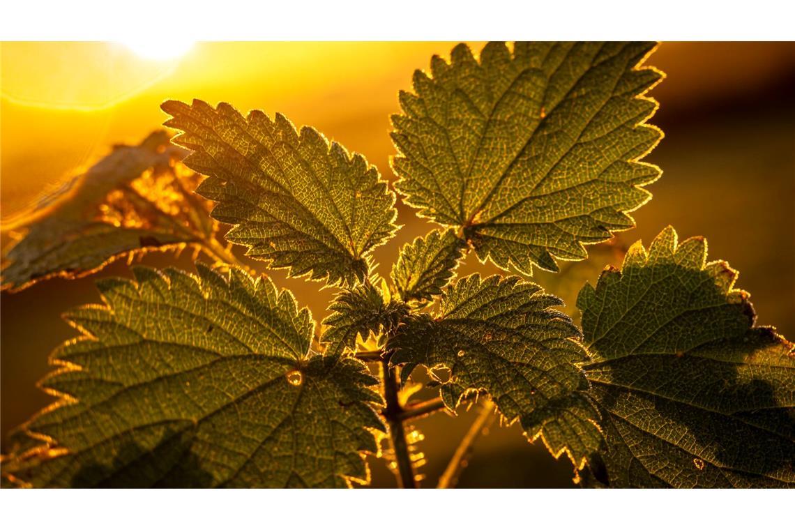 Wildpflanzen wie Brennnesseln oder Klee werden in vielen Gärten an jeder Stelle ausgerissen. (Archivbild)