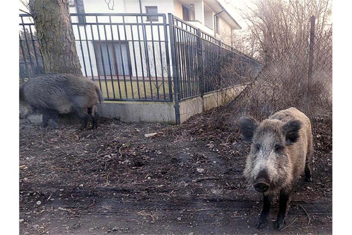 Schweinepest breitet sich weiter in Polen aus