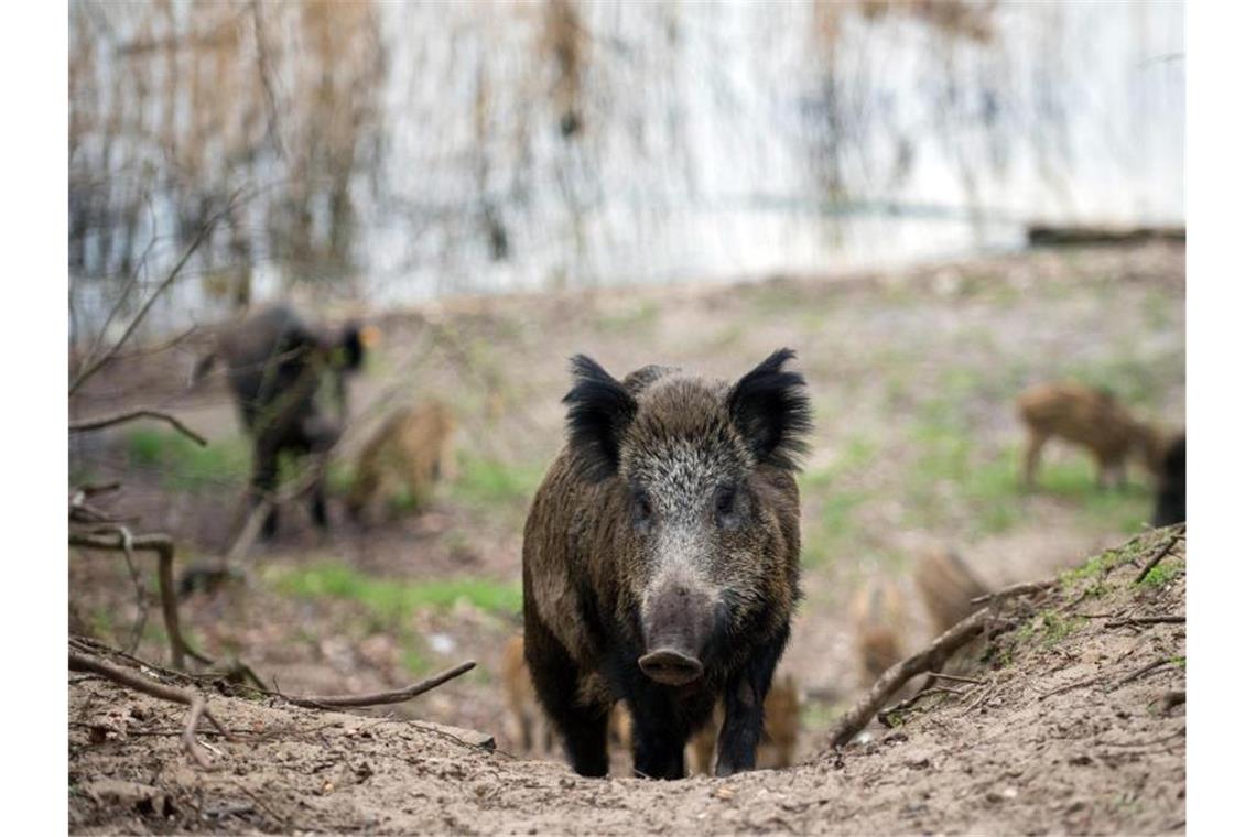 Wildschweine wühlen Reste aus der Jungsteinzeit frei Wildschweine laufen durch ein Waldgebiet. Foto: picture alliance / Gregor Fischer/dpa/Archivbild
