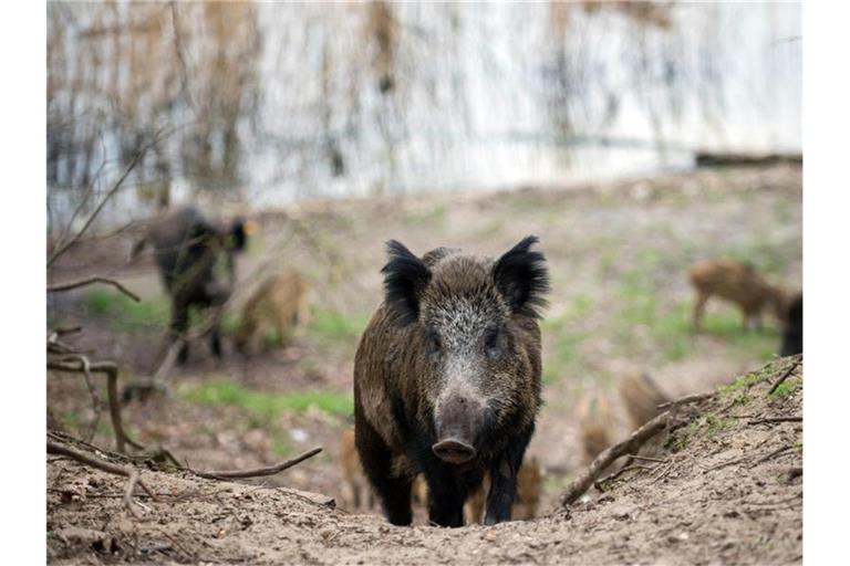 Wildschweine laufen durch ein Waldgebiet. Foto: picture alliance / Gregor Fischer/dpa/Archivbild