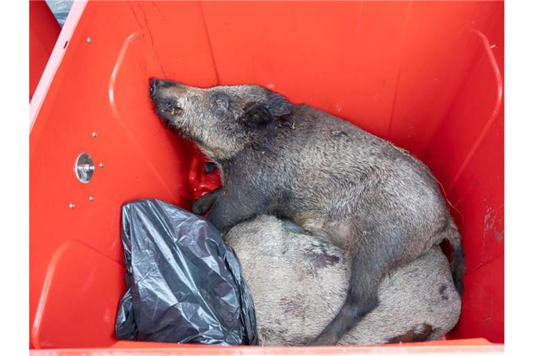 Wildschweinkadaver liegen wegen der Tierseuche in einer Tonne. Foto: Sebastian Kahnert/dpa-Zentralbild/dpa