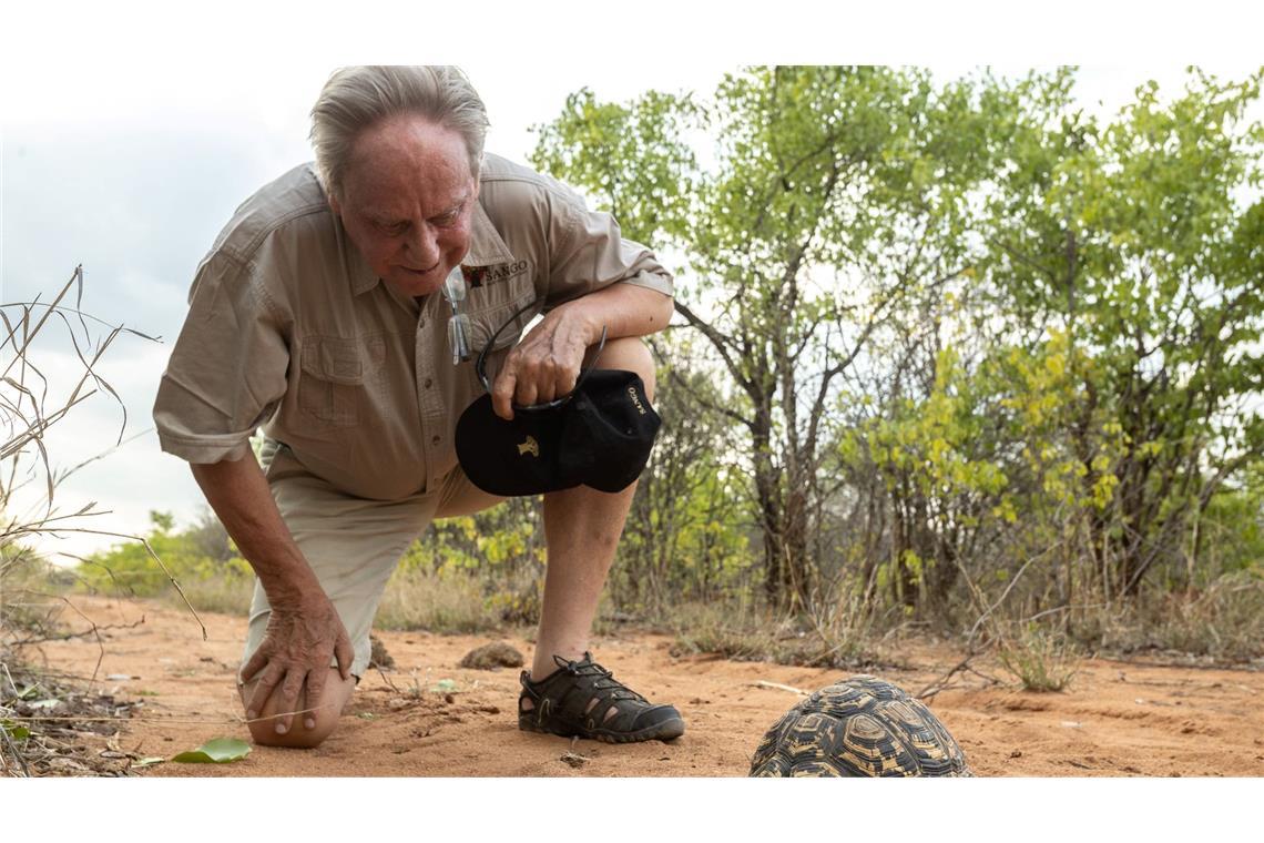 Wilfried Pabst entdeckt bei einer Buschwanderung in seinem Naturschutzgebiet Sango im Südosten Simbabwes eine Pantherschildkröte, die bis zu 60 Jahre alt werden kann.