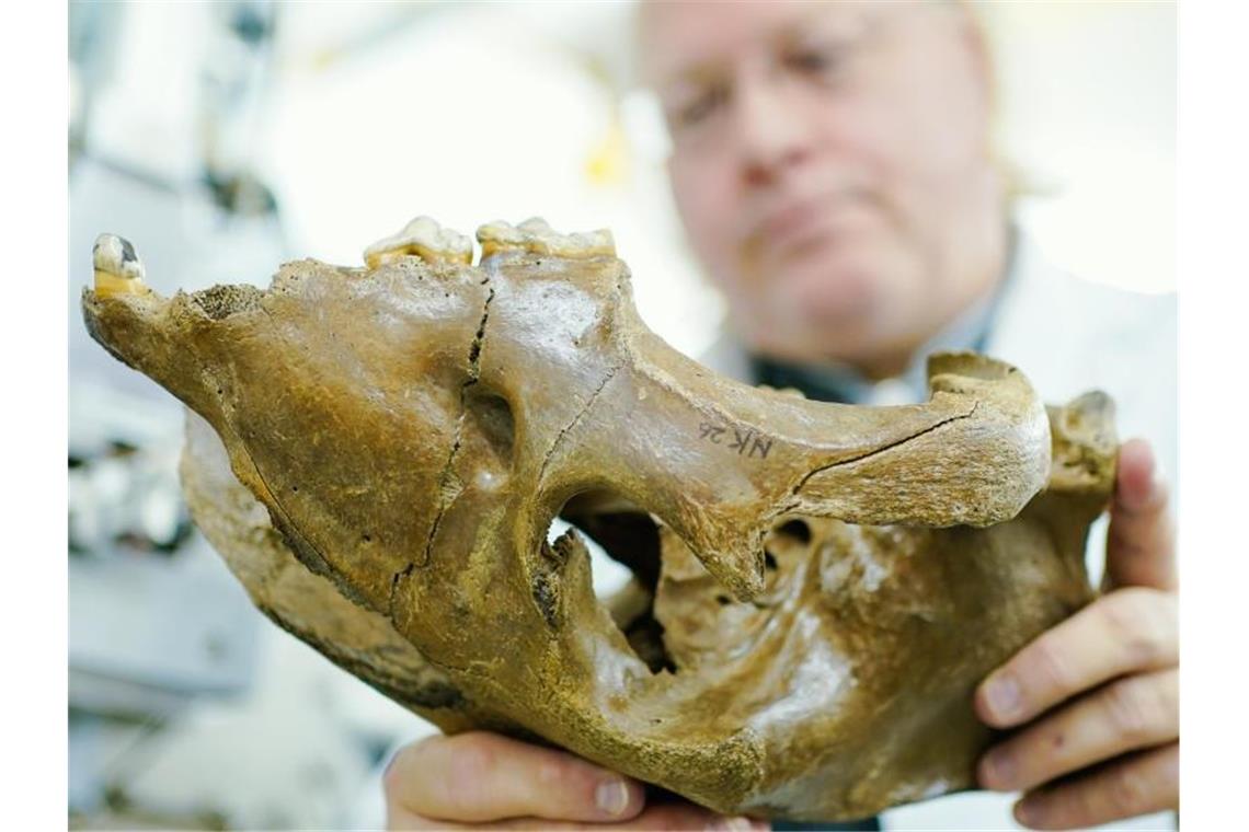 Wilfried Rosendahl, Direktor für Archäologie und Weltkulturen der Reiss-Engelhorn-Museen (rem), hält im Datierungslabor des Curt-Engelhorn-Zentrums Archäometrie den Oberschädel eines Höhlenlöwen in den Händen. Foto: Uwe Anspach/dpa/Archivbild