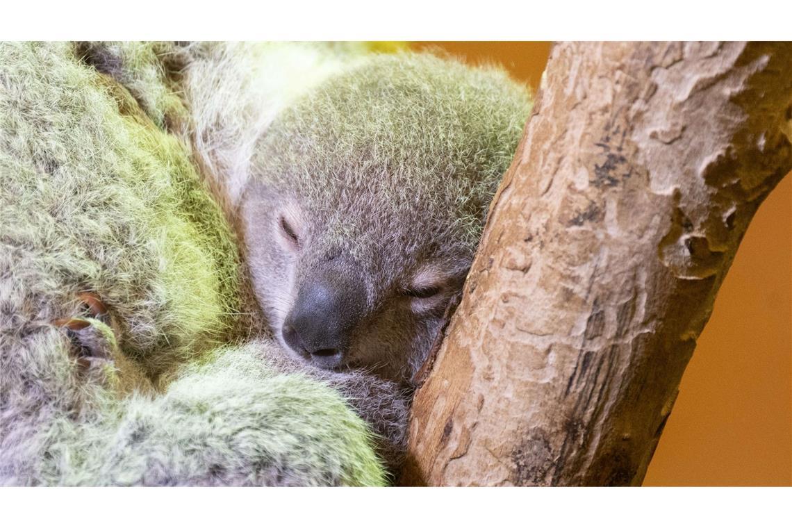 Wilkommen! Ein Jungtier im Beutel des Koala-Weibchens Eerin in ihrem Gehege im Zoo Dresden.