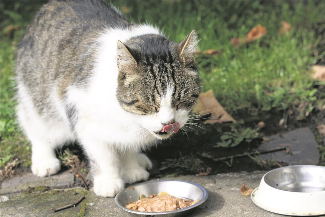 Eine Hilfe für Haustier und Besitzer Willis Tiertafel hilft Tierhaltern in sozialen Notlagen. Der Verein funktioniert dabei rein spendenfinanziert. Foto: BettinaF/pixelio.de