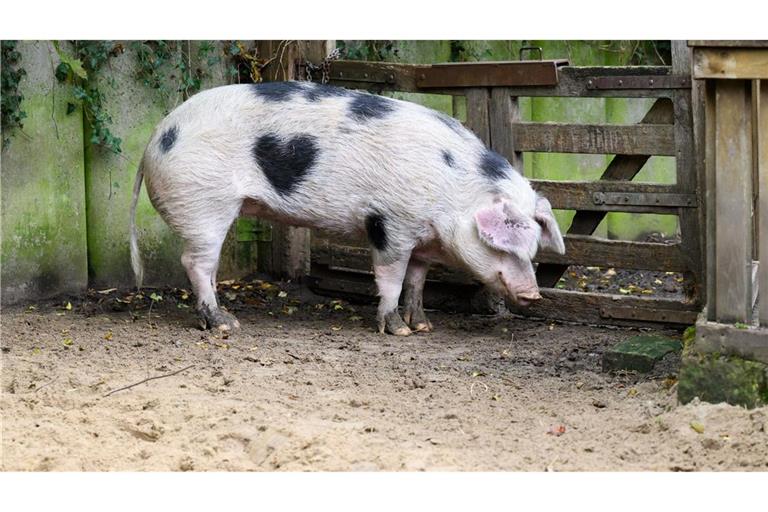 Wilma ist ein Schwein mit Herz.