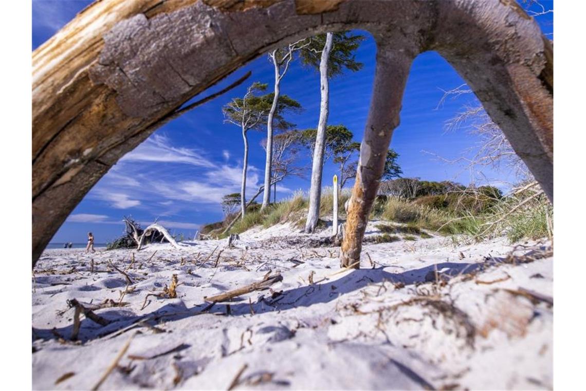 Windschiefe Bäume stehen direkt an der Küste und prägen das Bild am Weststrand auf der Ostsee-Halbinsel Fischland-Darß-Zingst. Foto: Jens Büttner/dpa/Archivbild