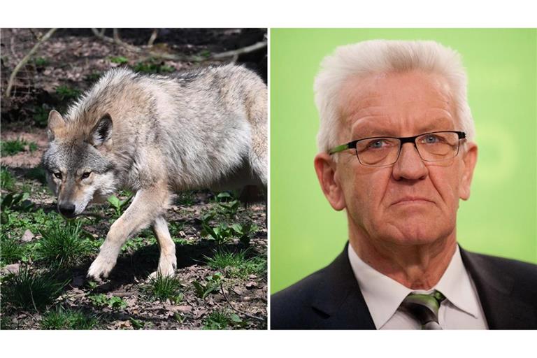 Winfried Kretschmann zeigt sich genervt von der Abschuss-Debatte über den Wolf.