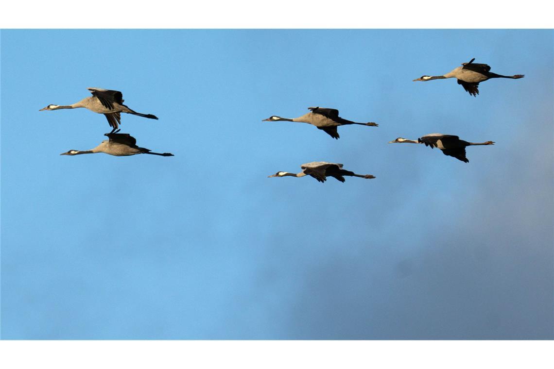 Winterflucht: Tausende Kraniche sind erst jetzt gen Süden losgezogen. (Symbolbild)
