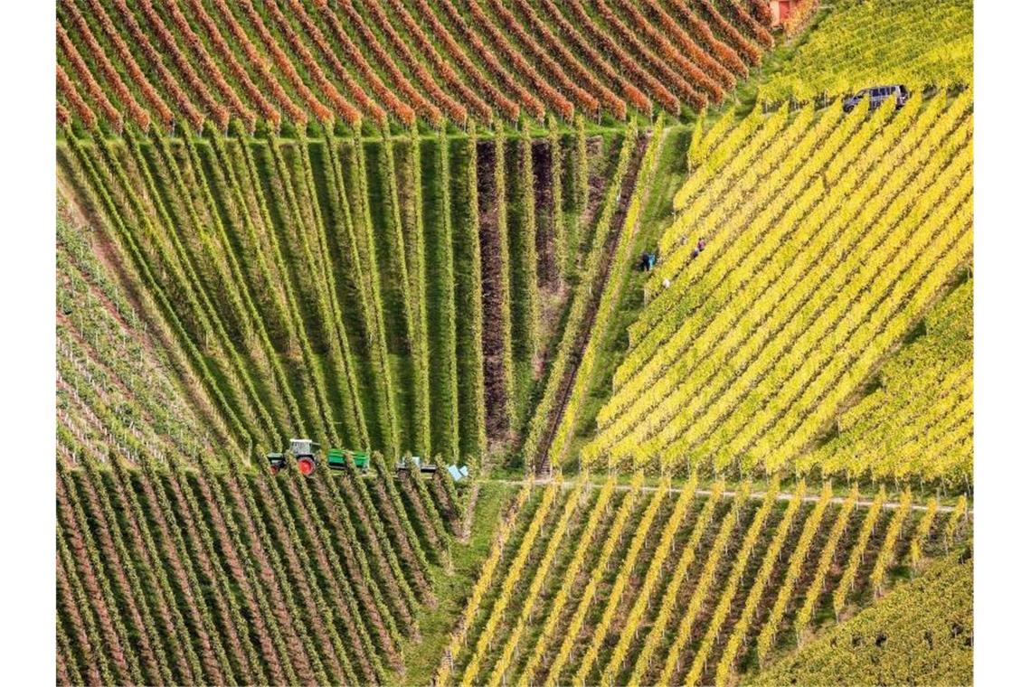 Winzer arbeiten in Strümpfelbach im Rems-Murr-Kreis in herbstlich gefärbten Weinbergen. Foto: Christoph Schmidt/dpa