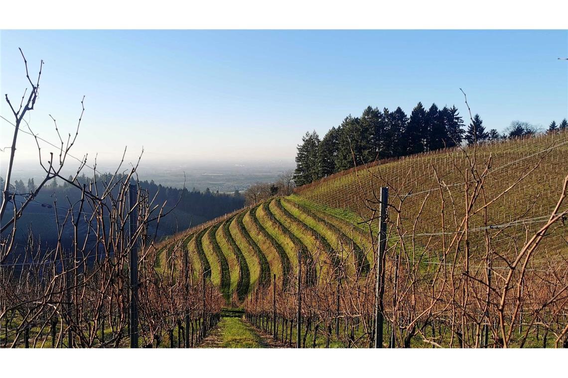 Winzer in Baden-Württemberg erzeugen deutlich weniger Wein.