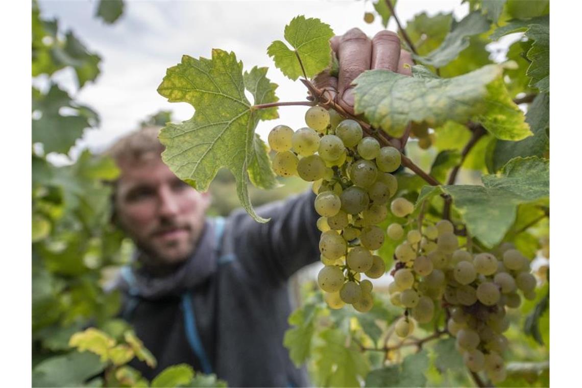 Winzer Kilian Franzen liest in einem steilen Schieferhang oberhalb der Moselschleife Rieslingtrauben. Foto: Boris Roessler/dpa