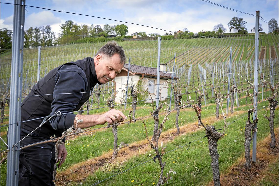 In unteren Lagen der Weinberge ist nichts mehr zu machen