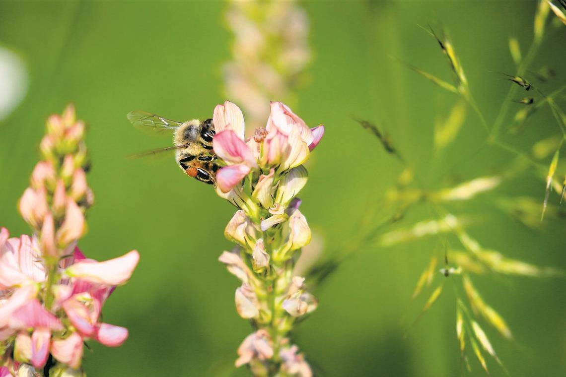 „Wir wollen nicht nur die Bienen, sondern insgesamt die Arten schützen“, sagt Sven Prange von Pro Biene. Foto: A. Becher